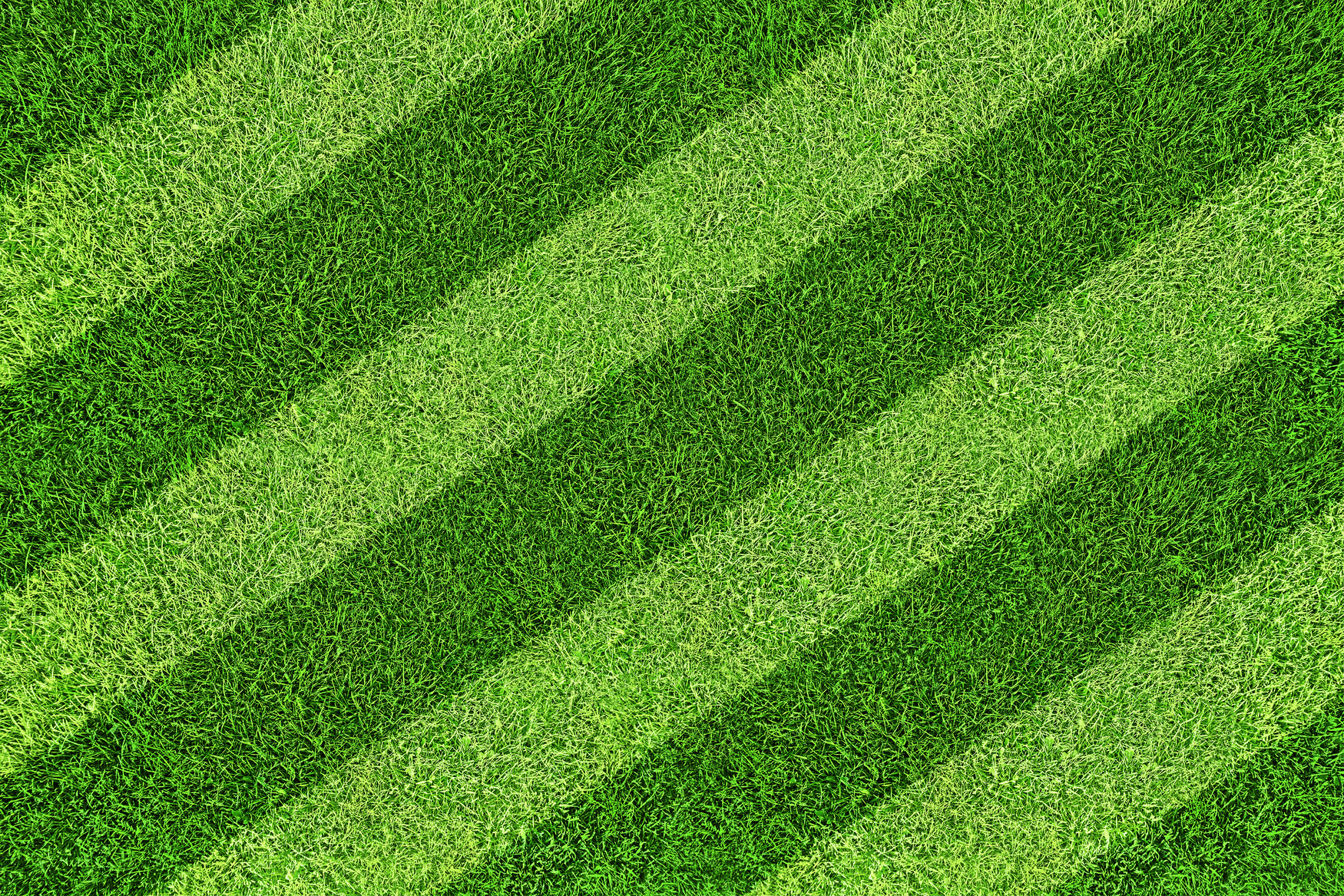 grass